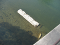 IMG_4450_thumb.png